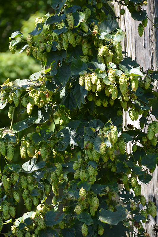 Cascade Hops (Humulus lupulus 'Cascade') at The Growing Place