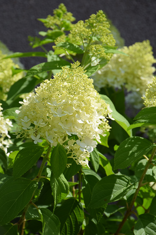 Limelight Hydrangea (Hydrangea paniculata 'Limelight') at The Growing Place