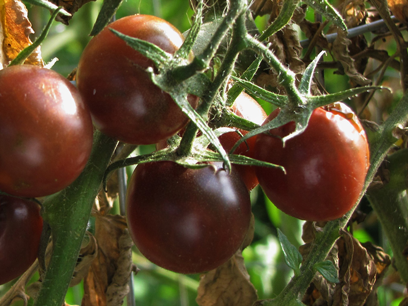 Black Cherry Tomato (Solanum lycopersicum 'Black Cherry') at The Growing Place