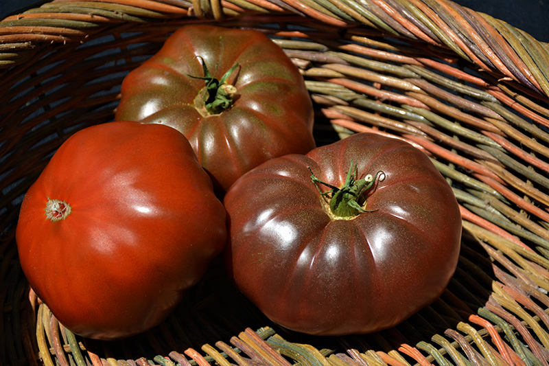 Cherokee Purple Tomato (Solanum lycopersicum 'Cherokee Purple') at The Growing Place