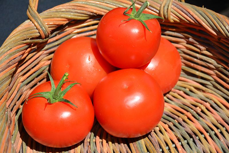 Celebrity Tomato (Solanum lycopersicum 'Celebrity') at The Growing Place