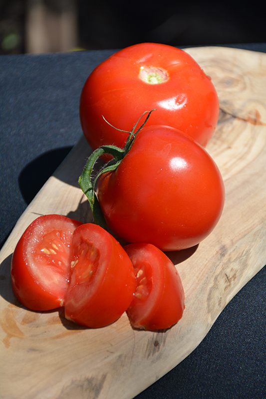 Arkansas Traveler Tomato (Solanum lycopersicum 'Arkansas Traveler') at The Growing Place