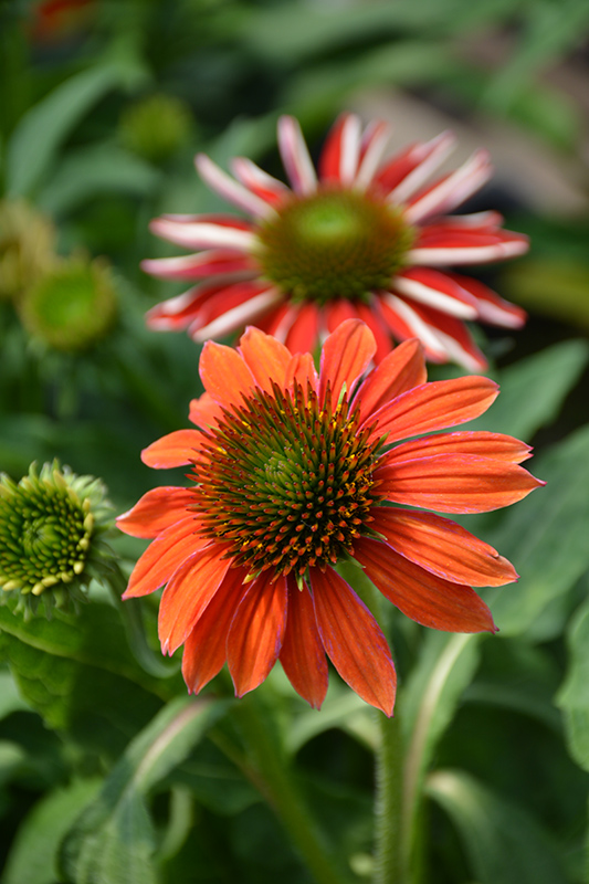 Artisan Red Ombre Coneflower (Echinacea 'PAS1257973') at The Growing Place