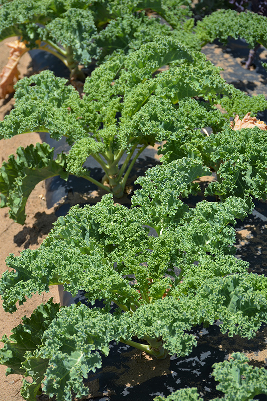 Vates Kale (Brassica oleracea var. sabellica 'Vates') at The Growing Place