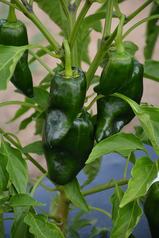 Poblano Pepper (Capsicum annuum 'Poblano') at The Growing Place