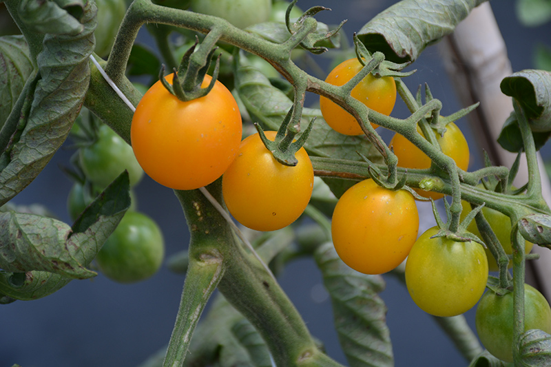 SunSugar Tomato (Solanum lycopersicum 'SunSugar') at The Growing Place