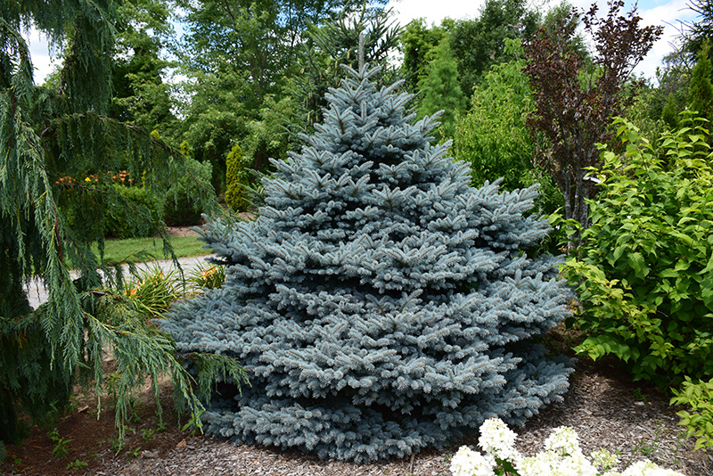 Montgomery Blue Spruce (Picea pungens 'Montgomery') at The Growing Place