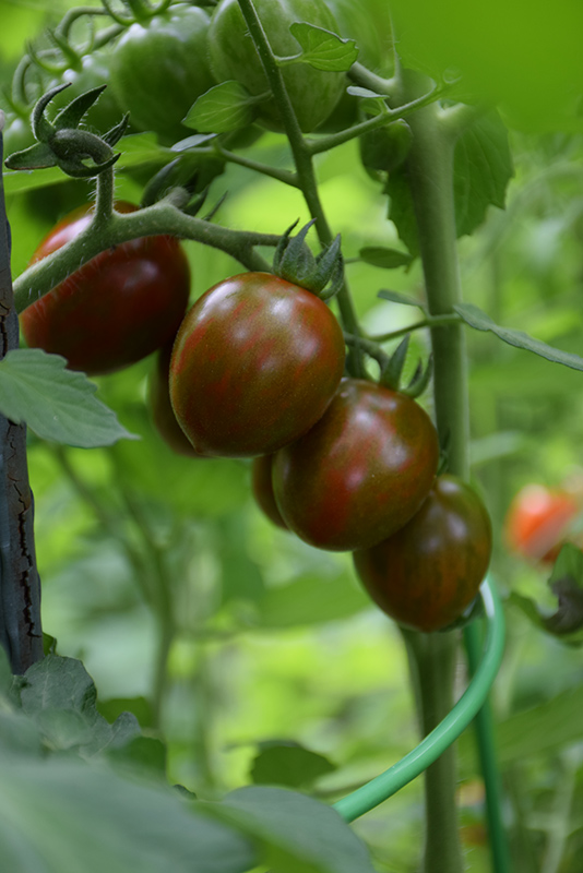 Chocolate Cherry Tomato (Solanum lycopersicum 'Chocolate Cherry') at The Growing Place