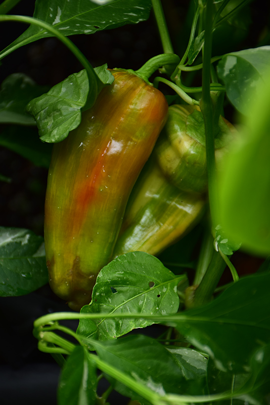 Candy Cane Red Sweet Pepper (Capsicum annuum 'Candy Cane Red') at The Growing Place