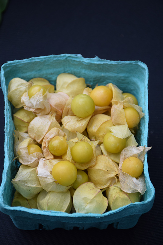 Goldie Ground Cherry (Physalis pruinosa 'Goldie') at The Growing Place