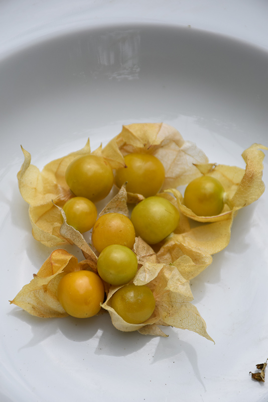 Pineapple Ground Cherry (Physalis pruinosa 'Pineapple') at The Growing Place