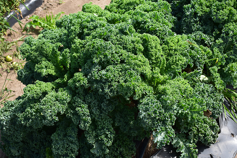 Kale (Brassica oleracea var. sabellica) at The Growing Place