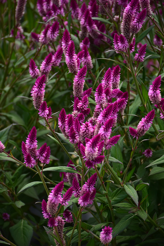 Intenz Classic Celosia (Celosia 'Spitenz') at The Growing Place