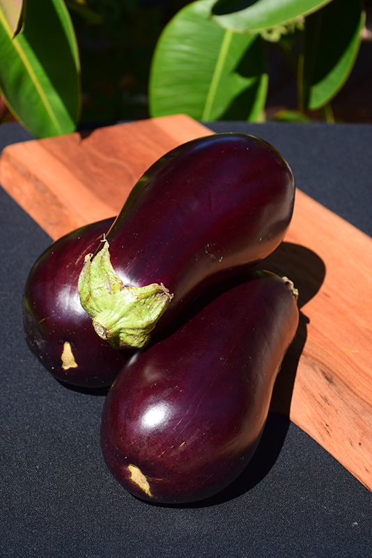 Eggplant (Solanum melongena) at The Growing Place