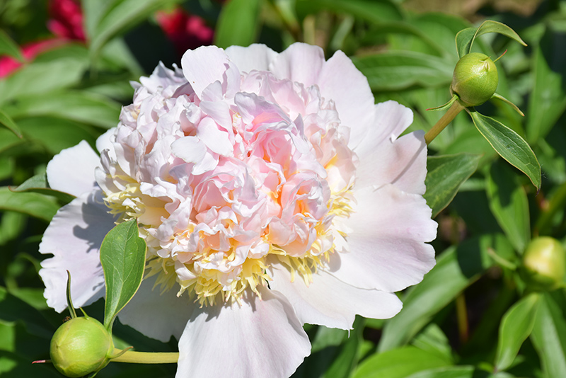 Top Brass Peony (Paeonia 'Top Brass') at The Growing Place