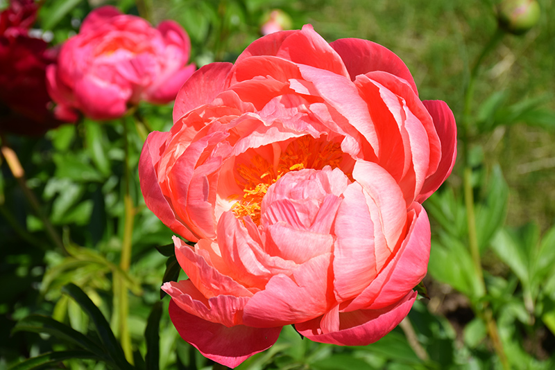Coral Charm Peony (Paeonia 'Coral Charm') at The Growing Place