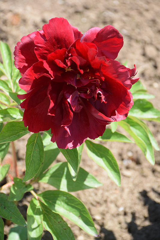 Henry Bockstoce Peony (Paeonia 'Henry Bockstoce') at The Growing Place