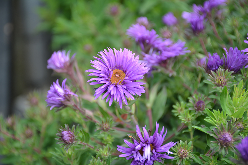Grape Crush New England Aster (Symphyotrichum novae-angliae 'Grape Crush') at The Growing Place
