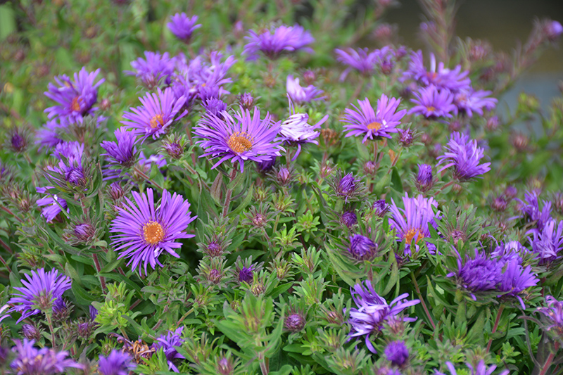 Grape Crush New England Aster (Aster novae-angliae 'Grape Crush') at The Growing Place