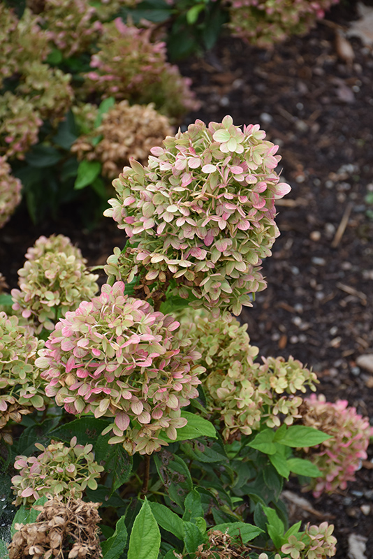 Little Lime Hydrangea (Hydrangea paniculata 'Jane') at The Growing Place