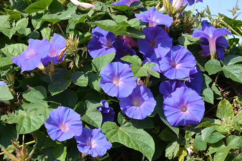 Heavenly Blue Morning Glory (Ipomoea tricolor 'Heavenly Blue') at The Growing Place