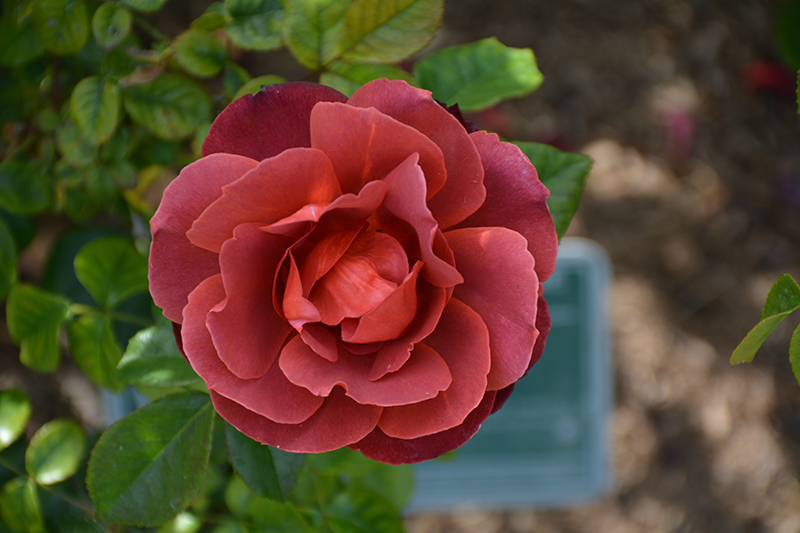 Hot Cocoa Rose (Rosa 'Hot Cocoa') at The Growing Place