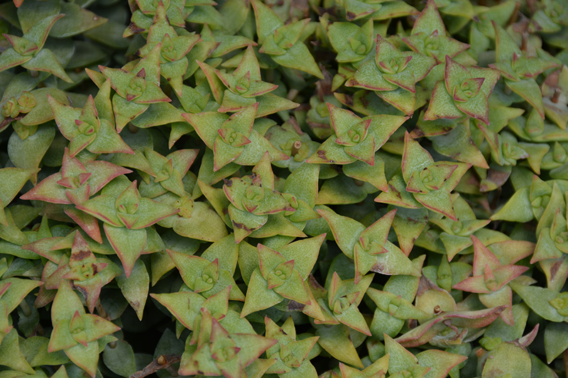 String Of Buttons (Crassula perforata) at The Growing Place