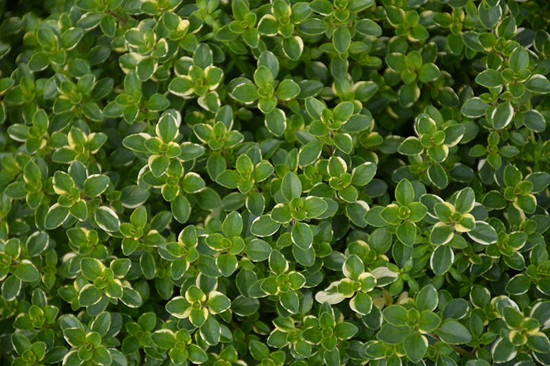 Variegated Broadleaf Thyme (Thymus pulegioides 'Foxley') at The Growing Place