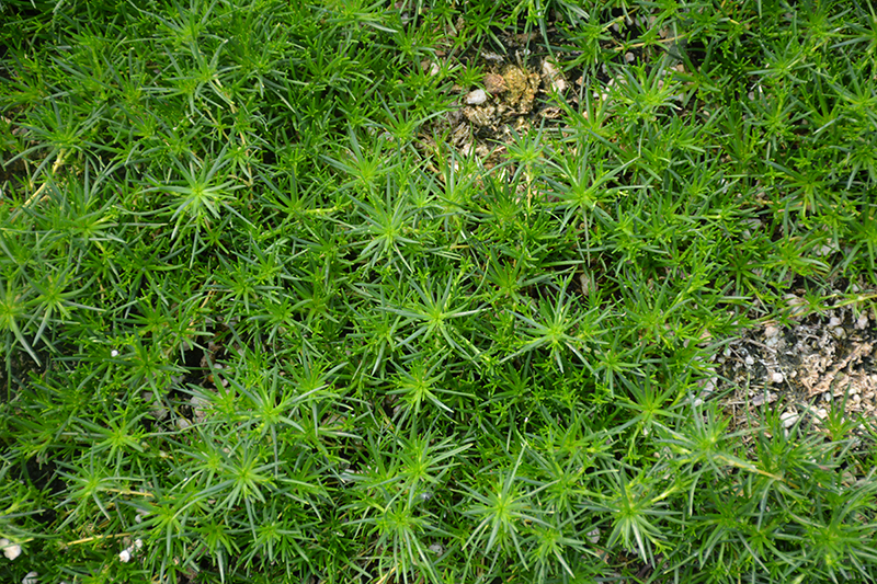 Irish Moss (Sagina subulata) at The Growing Place