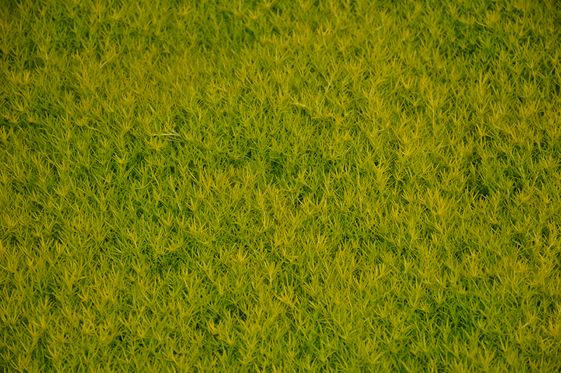 Scotch Moss (Sagina subulata 'Aurea') at The Growing Place