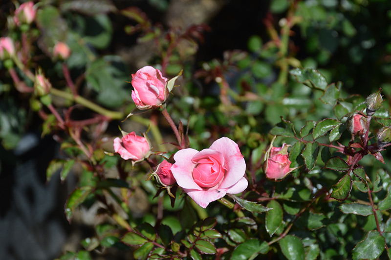 Bonica Rose (Rosa 'Meidomonac') at The Growing Place