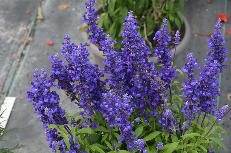 Cathedral Deep Blue Salvia (Salvia farinacea 'Cathedral Deep Blue') at The Growing Place