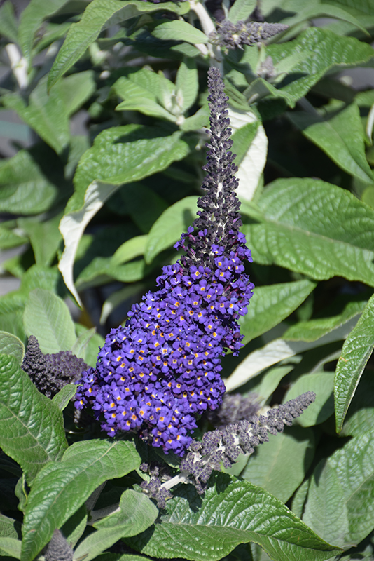 Pugster Blue Butterfly Bush (Buddleia 'SMNBDBT') at The Growing Place
