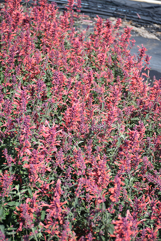 Kudos Coral Hyssop (Agastache 'Kudos Coral') at The Growing Place