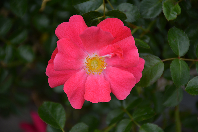 Flower Carpet Pink Supreme Rose (Rosa 'Flower Carpet Pink Supreme') at The Growing Place