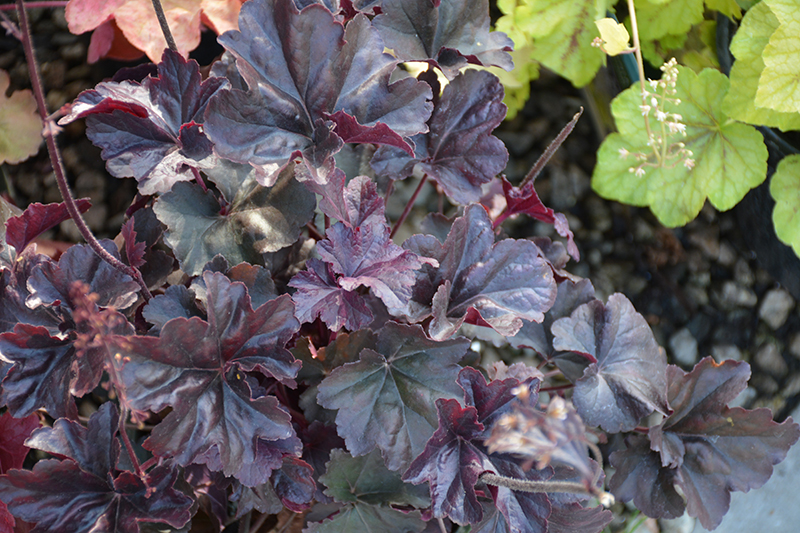 Obsidian Coral Bells (Heuchera 'Obsidian') at The Growing Place
