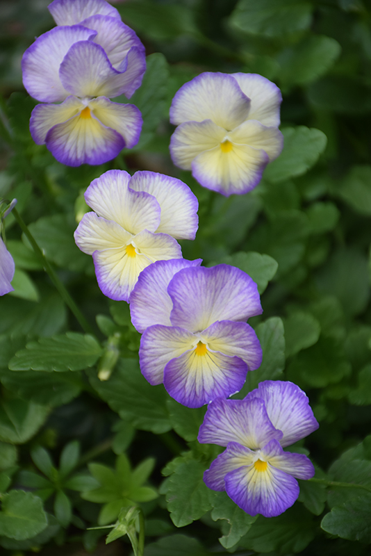 Etain Pansy (Viola 'Etain') at The Growing Place
