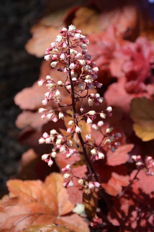 Fire Alarm Coral Bells (Heuchera 'Fire Alarm') at The Growing Place