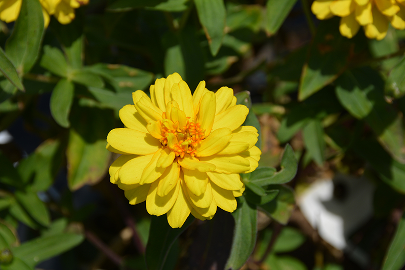 Profusion Double Yellow Zinnia (Zinnia 'Profusion Double Yellow') at The Growing Place