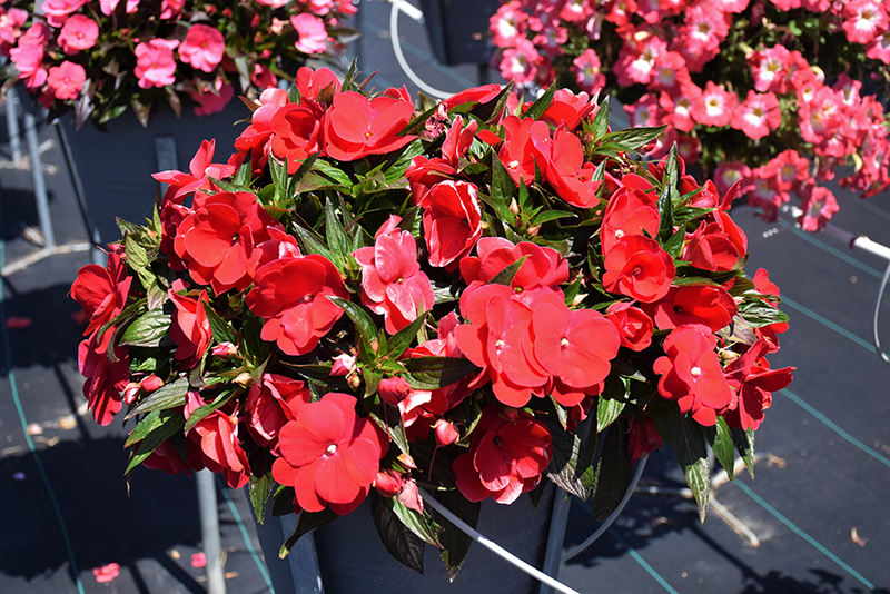 Sonic Red New Guinea Impatiens (Impatiens 'Sonic Red') at The Growing Place