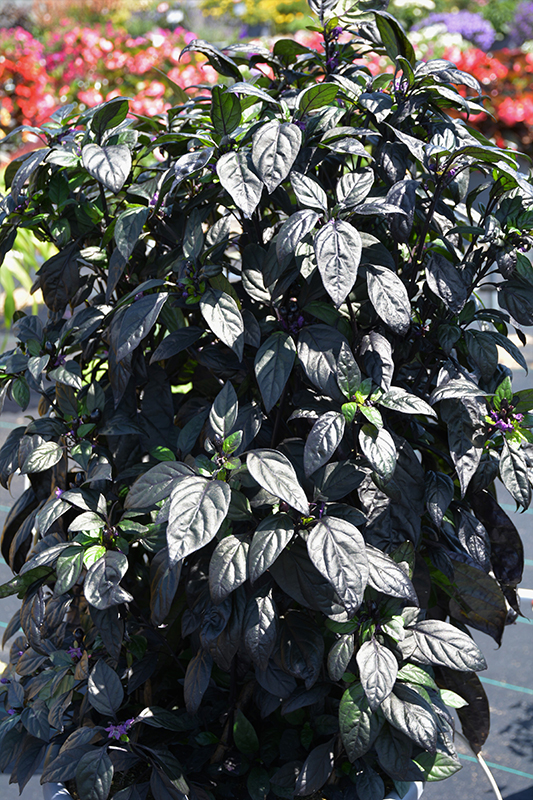 Black Pearl Ornamental Pepper (Capsicum annuum 'Black Pearl') at The Growing Place
