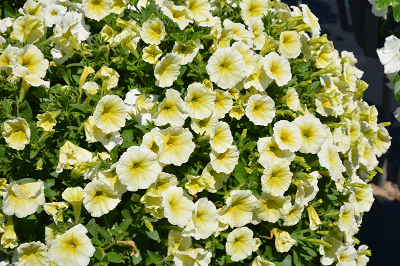 Easy Wave Yellow Petunia (Petunia 'Easy Wave Yellow') at The Growing Place