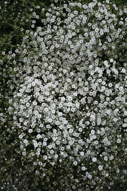 Summer Sparkles Baby's Breath (Gypsophila paniculata 'ESM Chispa') at The Growing Place