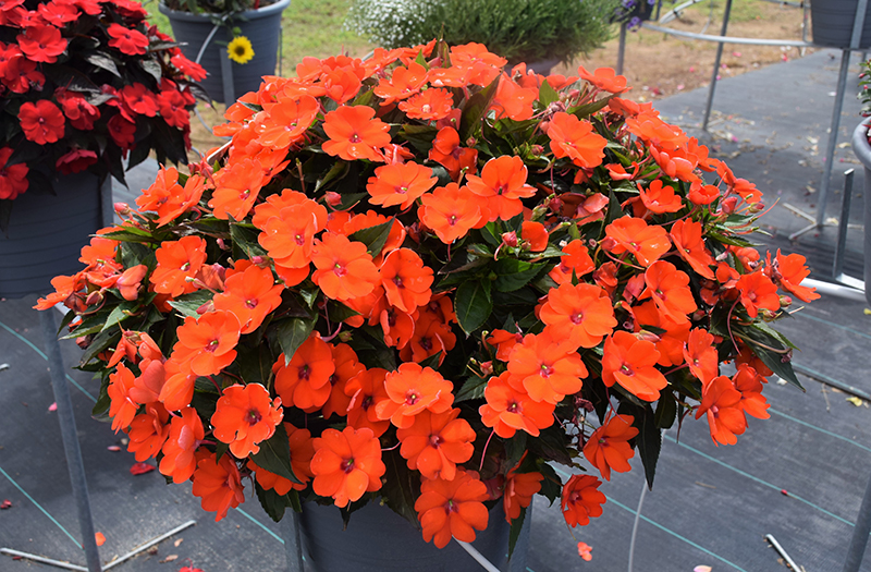 SunPatiens Compact Electric Orange New Guinea Impatiens (Impatiens 'SunPatiens Compact Electric Orange') at The Growing Place