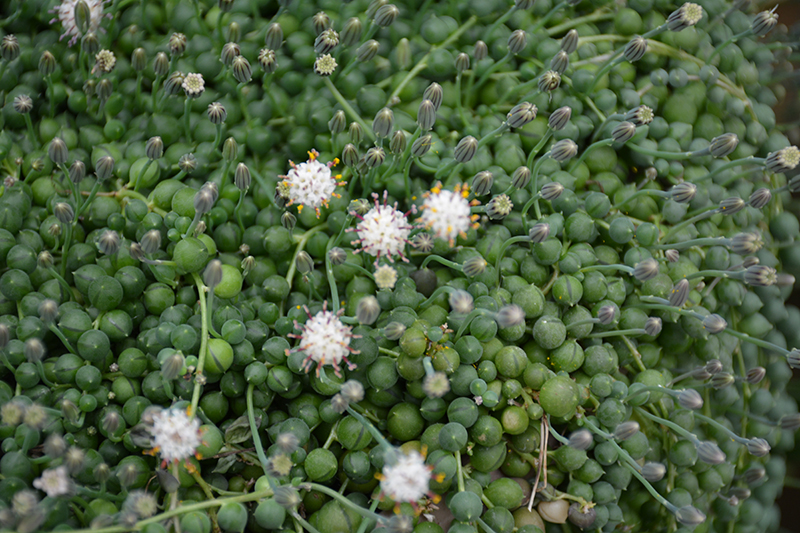 String Of Pearls (Senecio rowleyanus) at The Growing Place