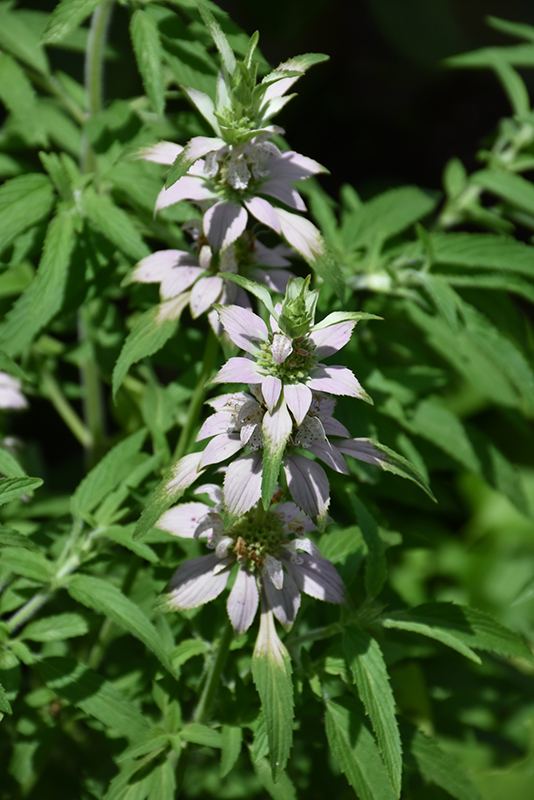 Spotted Beebalm (Monarda punctata) at The Growing Place