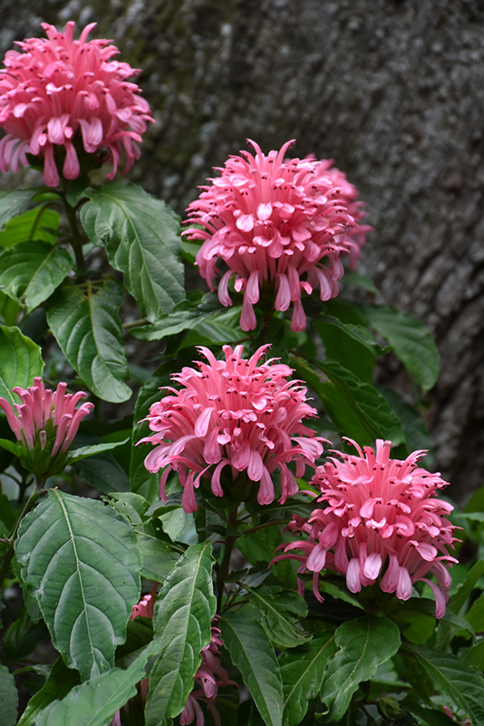 Brazilian Plume Flower (Justicia carnea) at The Growing Place