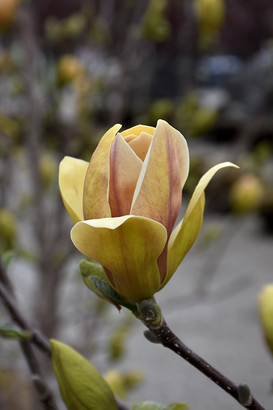 Sunsation Magnolia (Magnolia 'Sunsation') at The Growing Place