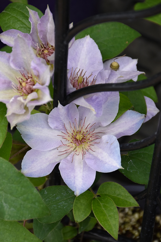 Tranquilite Clematis (Clematis 'Evipo111') at The Growing Place