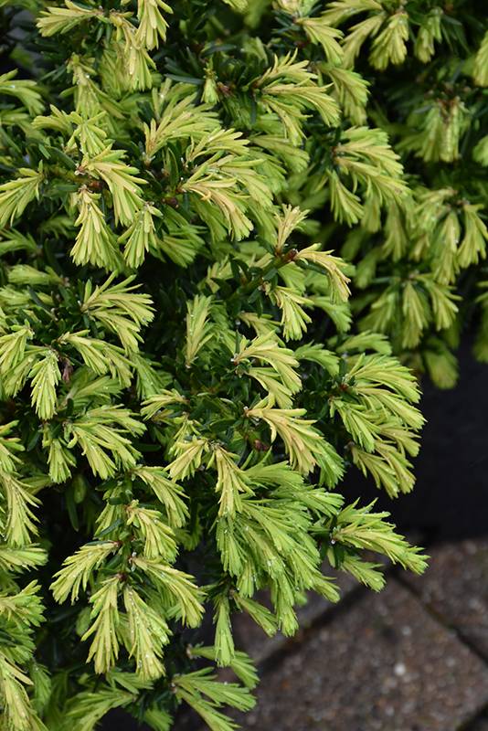 Everlow Yew (Taxus x media 'Everlow') at The Growing Place